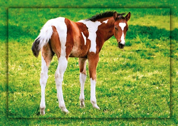 Hříbě paint horse  D-KUJ 003